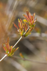 leaves on tree in spring