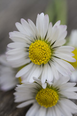 white daisies in spring