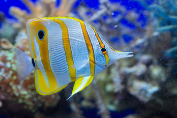 Angel fish looking at you
