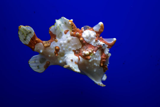 brown and white frog fish