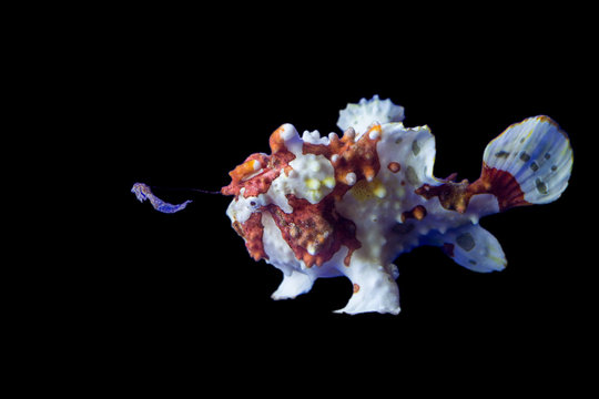 Brown And White Frog Fish