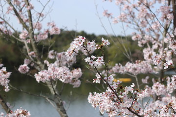 桜の花