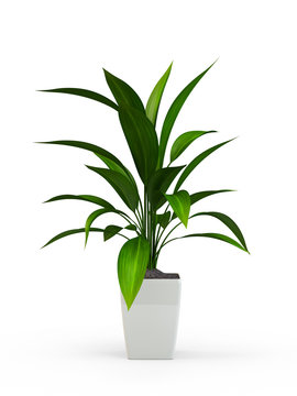Fototapeta Green potted plant isolated on white background. 3D Rendering, 3D Illustration.