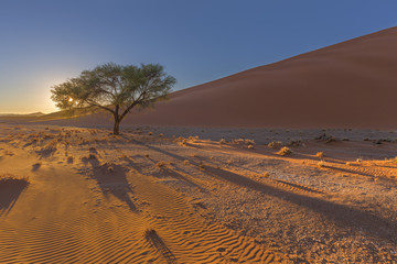 Sunrise, dune and tree