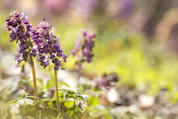 Corydalis flowers in the forest natural colorful spring background