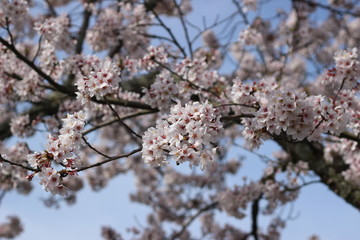 桜の花