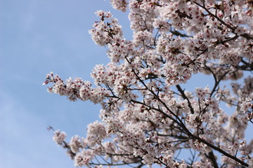 桜の花