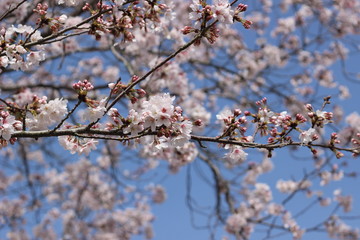 桜の花