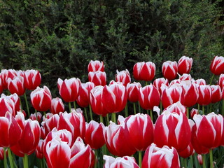 красно белые тюльпаны 