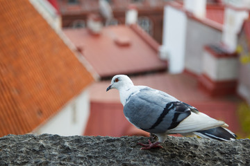 White - grey dove sitting on the eaves of the house amid the red Roofs of the old houses of the European city. Urban bird is pigeon.