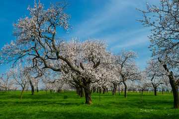 White blooming orchard