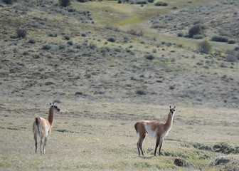 Guanaco in Tierra del Fuego