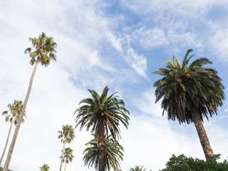 green palm trees and sky