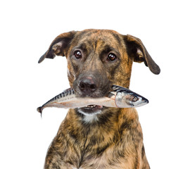 dog holding fish  in its mouth. isolated on white background