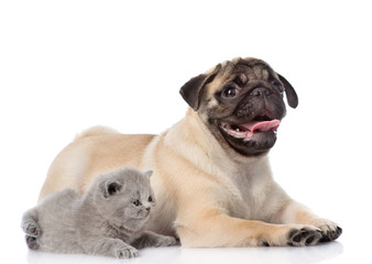 Scottish cat lying with pug puppy. isolated on white background