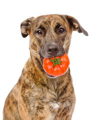 Dog holding tomato in its mouth. isolated on white background