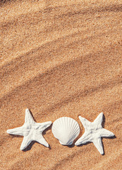 Fototapeta na wymiar Seashells on the sand