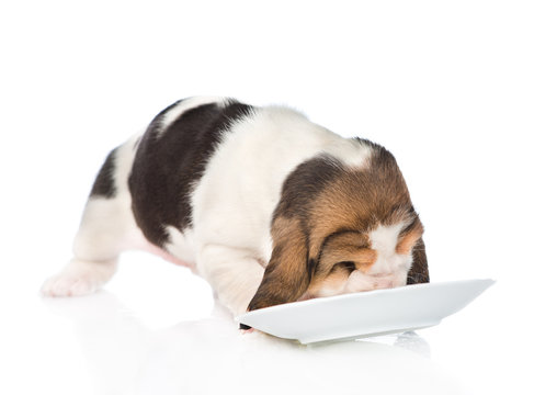 Basset Hound Puppy Eating Food From A Bowl. Isolated On White Ba