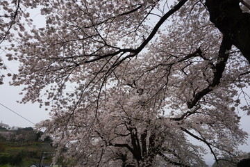 一目千本桜　大河原