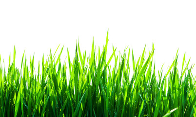 Fototapeta premium green grass isolated