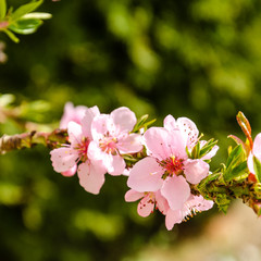Rosa Blüten vom Pfirsichbaum