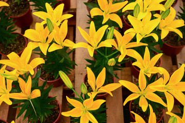 Fototapeta na wymiar Yellow Liily flower arrangement