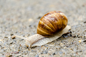 Weinbergschnecke