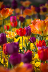 Fototapeta na wymiar Beautiful orange, pink, yellow and red colored tulips - vibrant colors - sunny bright scene