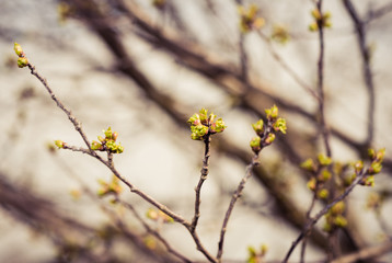 apple tree buds