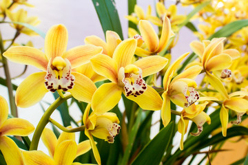 Obraz premium orchids in a garden