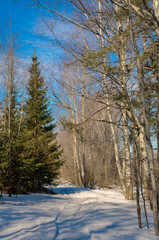 Early spring in forest