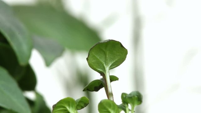 Time-lapse of mint (Mentha sp.) seedlings growing. Studio shot over white.