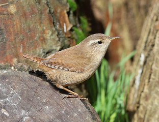 Close up of a Wren