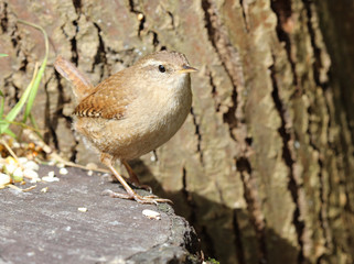 Close up of a Wren