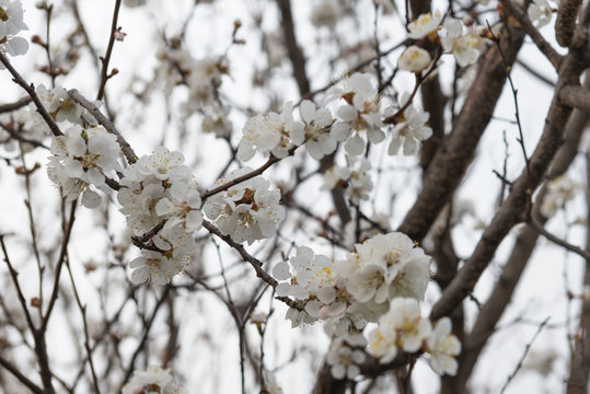 Flowering apricots tree. Spring. Ukraine
