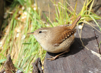 Close up of a Wren