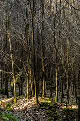 Sonnenstrahlen auf Waldboden