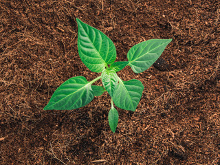 Seedling in the ground.