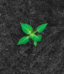 Seedling in the ground.