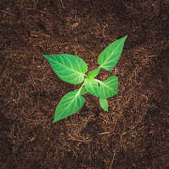 Seedling in the ground.