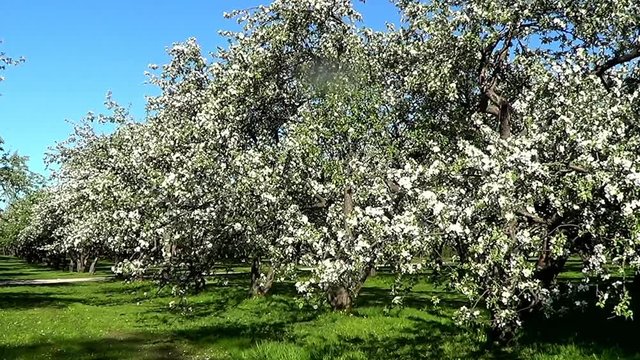 Apple trees in blossom, recorded in Kolomenskoye park in Moscow, whole trees different, branches and flowers close