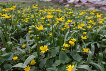 Blooming buttercups. Spring. Ukraine
