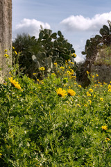 Färberkamille (Anthemis tinctoria) und Kakteen auf Sizilien