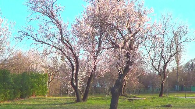 Pink almond trees in blossom - whole trees in park, branches, flowers close, recorded in park of town Varna, Bulgaria