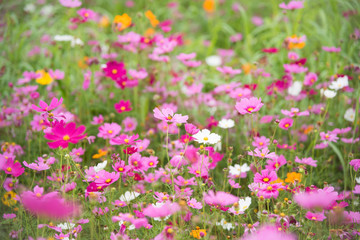 Cosmos flower in garden
