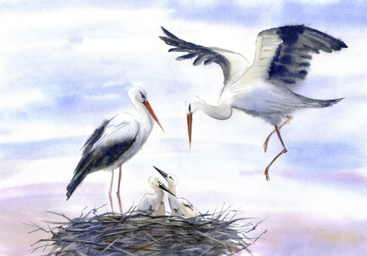 Storks in the nest.Watercolor hand drawn illustration.