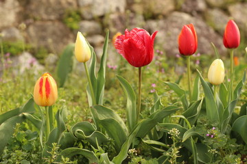 花壇のチューリップ