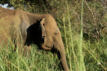 Asiatischer Elefant