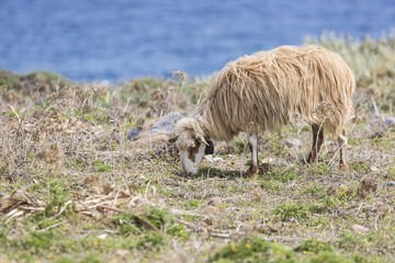 Domestic sheeep n mountains on Greek Mediterranean island Crete.