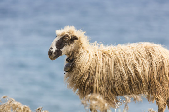 Domestic sheeep n mountains on Greek Mediterranean island Crete.